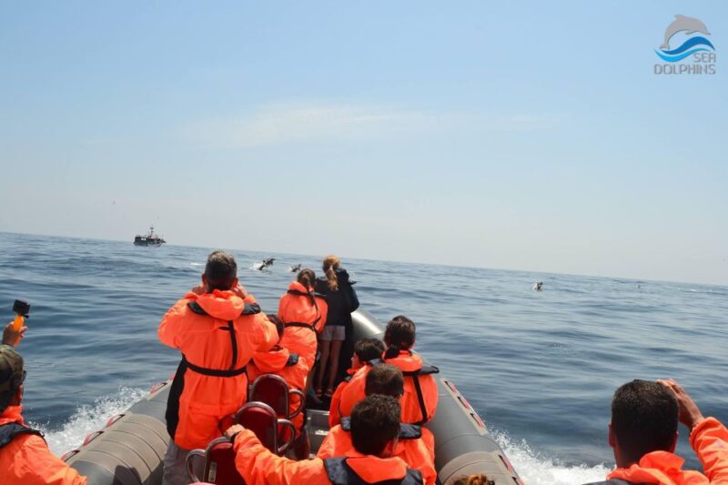 Dolphins Watching - Portimão - From Praia da Rocha to Portimão: Scenic Stops and Marine Encounters