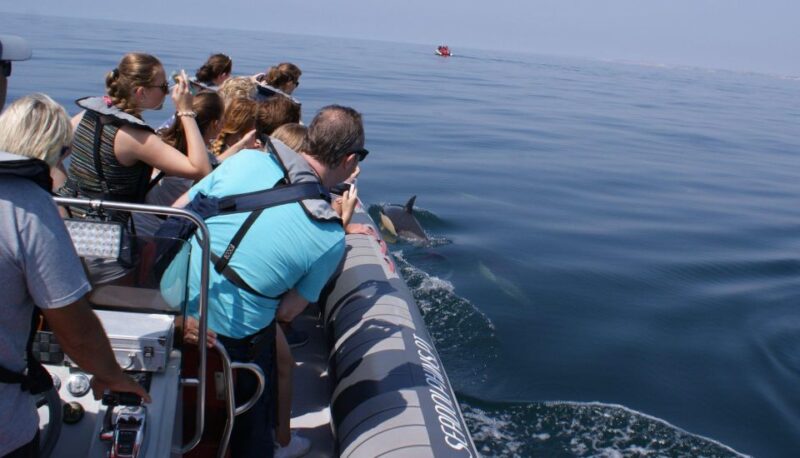 Dolphins Watching - Portimão - Practical Details: Meeting Points and Accessibility