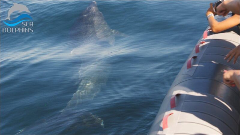 Dolphins Watching - Portimão - Who Would Enjoy This Tour Most