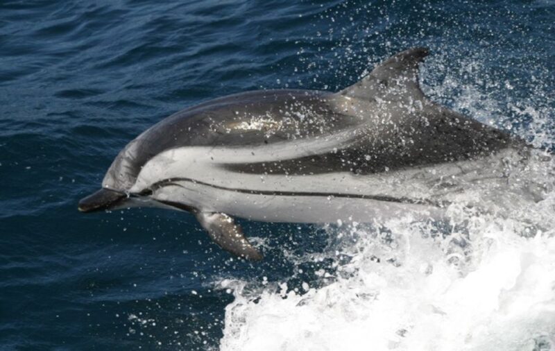 Dolphins Watching with Beach Day in Tarifa from Seville - Why Choose This Dolphin and Whale Watching Tour?