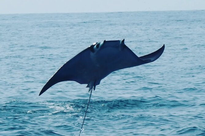 Dolphins,Turtles Watching - Discover the Vibrant Marine Life of Puerto Escondido