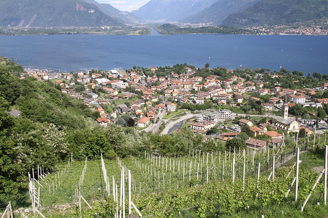Domaso: Wine Tasting at the Winery on Como Lake - The Experience with the Guides and Hosts