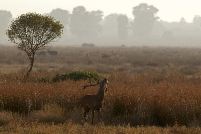 Doñana: 4x4 Excursion and Exclusive Access to Coto del Rey - Explore Doñanas Northern Wilderness in a 4x4