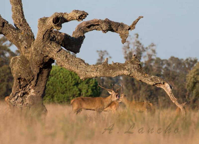 Doñana: 4x4 Excursion and Exclusive Access to Coto del Rey - Exclusive Access to Coto del Rey: A Rare Opportunity