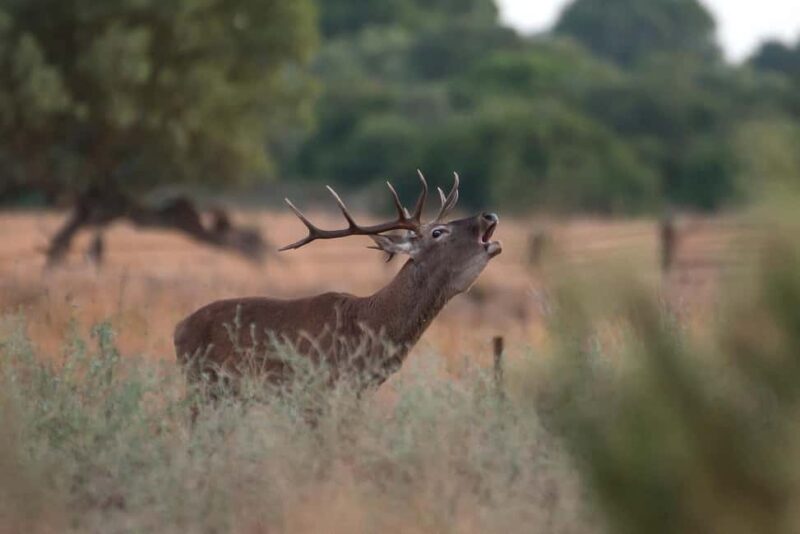 Doñana: 4x4 Excursion and Exclusive Access to Coto del Rey - Scenic Stops and Natural Highlights in Doñana
