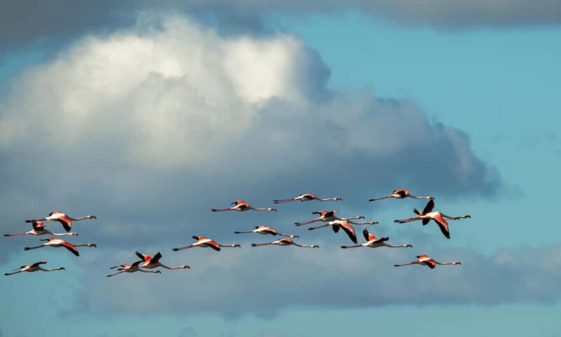 Doñana: 4x4 Excursion and Exclusive Access to Coto del Rey - Accessibility and Suitability