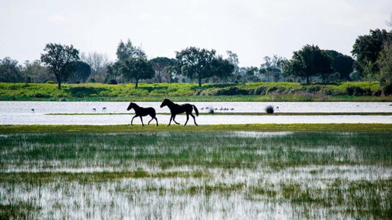 Doñana: 4x4 tour of the national park and beaches - Doñana 4x4 Tour Starts at Sevilla Moving