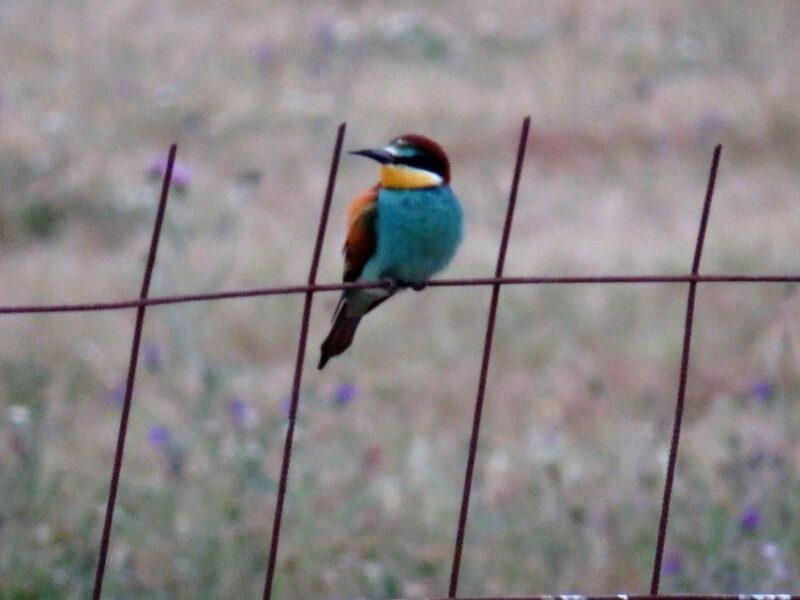Doñana National Park: 2-Day Tour from Seville - Exploring the Largest Dune System in Spain
