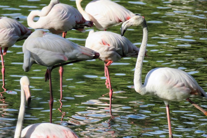 Donana National Park and El Rocío: Guided Tour from Seville - Explore Doñana National Park with Guided 4x4 from Seville