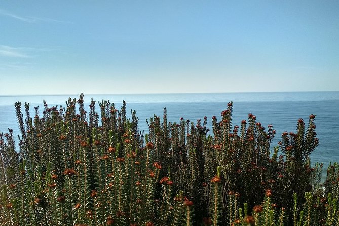 Donana National Park and El Rocío: Private Tour from Seville - Extensive Visit to Donana National Park and Animal Spotting