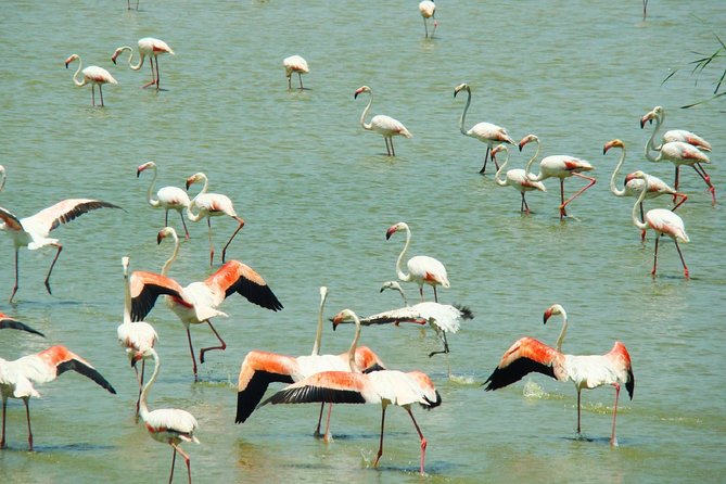 Donana National Park: Guided Day Tour from Seville - Experience the Wild Side of Seville with a Guided Day Tour to Doñana National Park