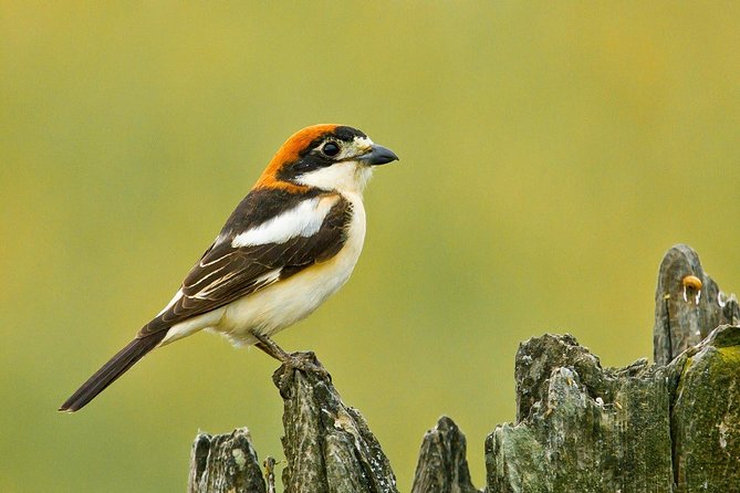 Donana National Park & Matalascanas Guided Tour from Seville - The Unique Setting of Doñana National Park