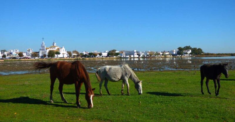 Doñana National Park Off-Road Tour from Seville - Guides and Group Sizes