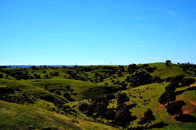 Doñana Natural Park Full-Day Tour from Seville - What Sets This Tour Apart from Others