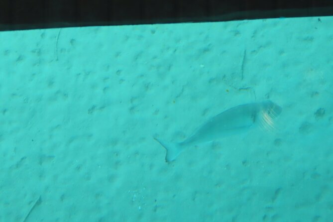 Dory's Glass Bottom Boat Adventure in Pserimos and Pserimos Beach - Stops at Pserimos Island and Pserimos Beach