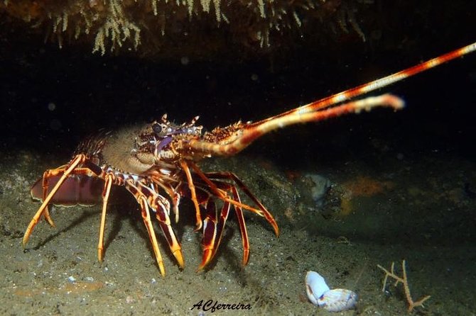 Double Dive in Cascais - go further and go under! - Customer Experiences and Positive Feedback