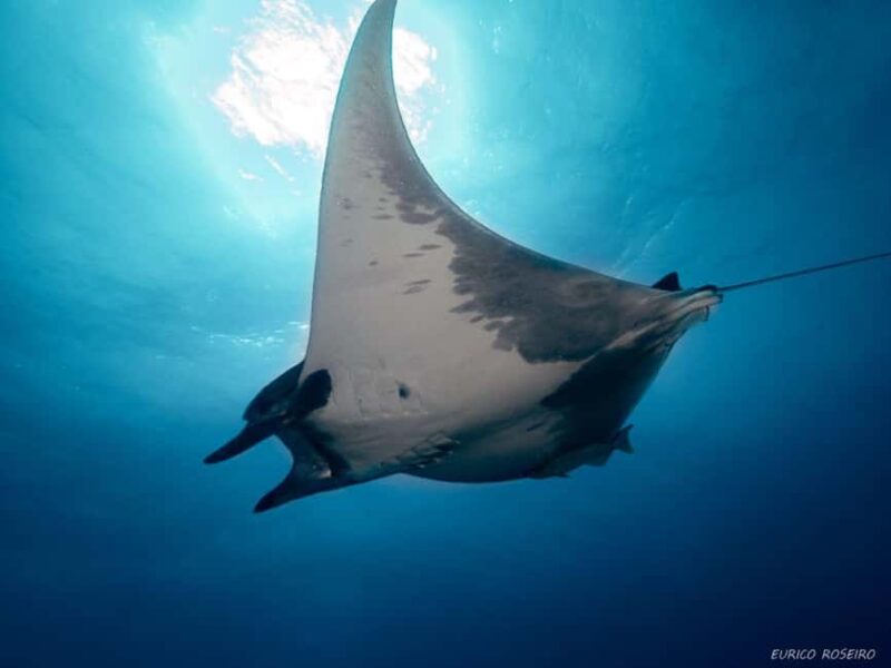 Double dive in Santa Maria Island - Azores - Key Points