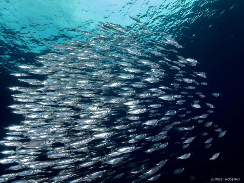 Double dive in Santa Maria Island - Azores - Practicalities: Booking, Cancellation, and Group Size