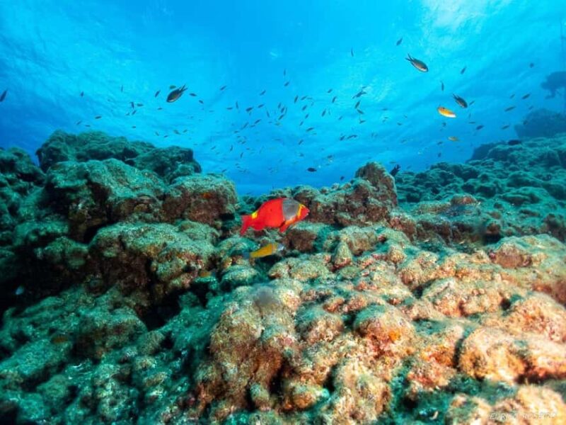 Double dive in Santa Maria Island - Azores - Final Thoughts on the Santa Maria Double Dive