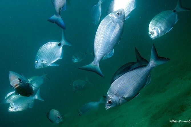 Double dive in the Algarve. Don't stop on the beach! - Certified Diver Experience and Supervision