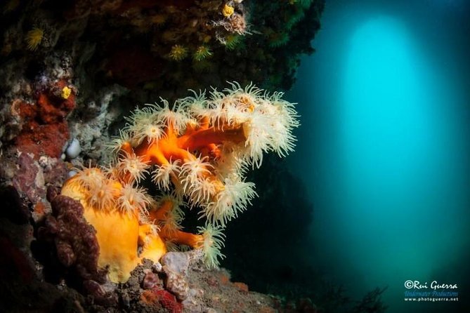 Double dive in the Algarve. Don't stop on the beach! - The Dives: What You Can Expect Underwater