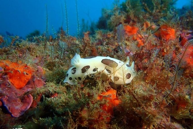 Double dive in the Algarve. Don't stop on the beach! - Who Should Consider This Double Dive Tour