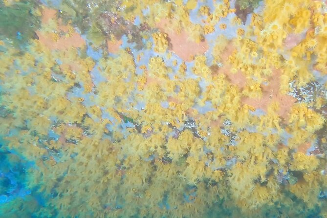 Double dive in the Capo Carbonara Marine Protected Area, for patents. - Key Points