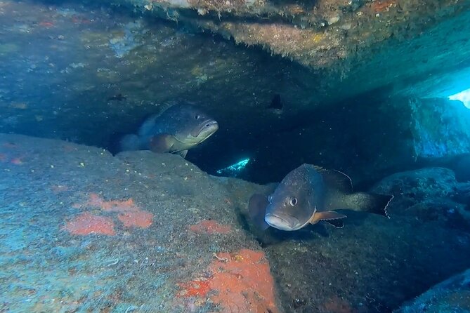 Double dive in the Capo Carbonara Marine Protected Area, for patents. - Starting Point in Villasimius for Easy Access