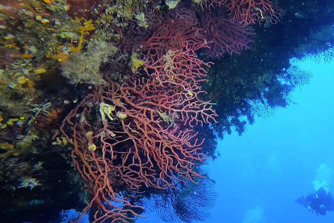 Double dive in the Capo Carbonara Marine Protected Area, for patents. - Accessibility and Group Size Management