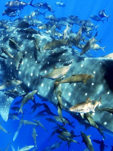 Double Dive the Azores, in the middle of the Atlantic Ocean - Experience the Thrill of Double Diving in the Azores for $171