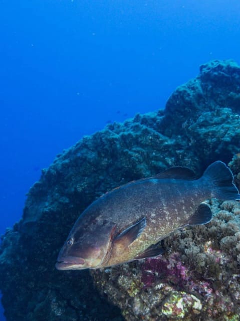 Double Dive the Azores, in the middle of the Atlantic Ocean - What the Guided Briefing Covers