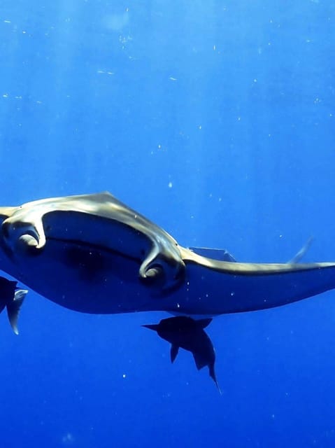 Double Dive the Azores, in the middle of the Atlantic Ocean - Equipment Rentals and What’s Included