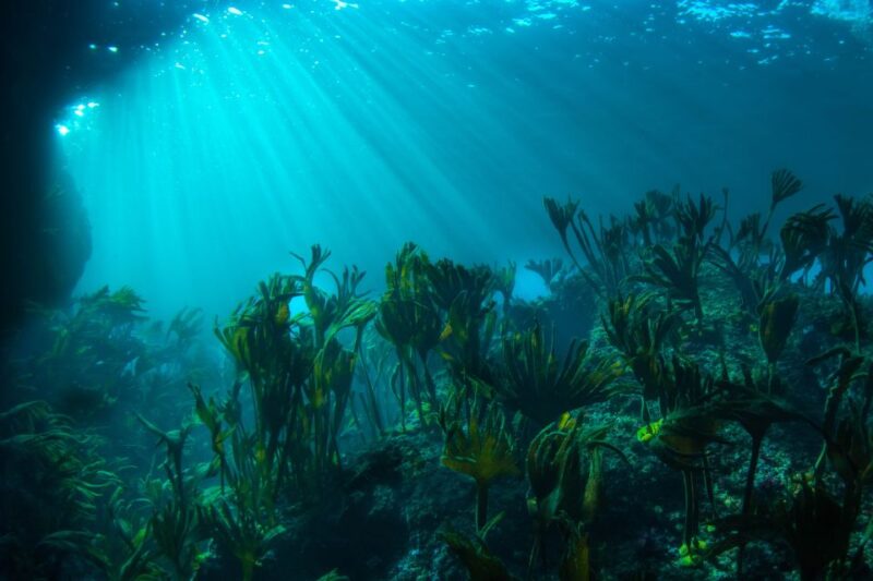 Double Scuba Dive on a Marine Reserve - Meeting Point and Transportation Options