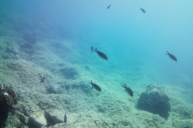 Double Shore Dive (certified divers) - Experience the Best of Athens Scuba Diving with Seals Diving Center