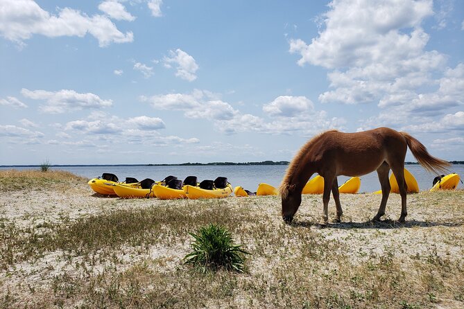 Double Sit on Top Kayak Rental at Assateague Island, MD - The Quality and Comfort of the Kayaks