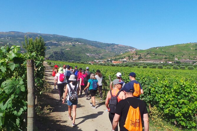 Douro: luxury walking tour with full lunch at Quinta da Pacheca - Crafting the Perfect Day in Douro