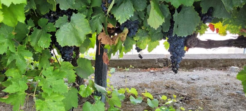 Douro melhor experiência vinho e comida Portuguesa - Tasting sessions in Peso da Régua with wine, champagne, and food