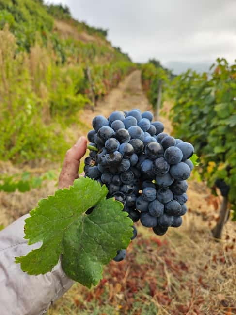 Douro: Traditional Harvest Lunch at Quinta de Sobre a Fonte - Douro: Harvest Lunch at Quinta de Sobre a Fonte — Final Thoughts