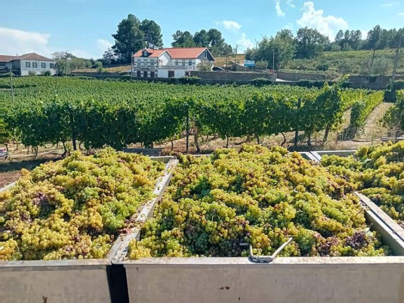 Douro Valley: 2 Vineyard Visits with Lunch and River Cruise - Driving the Legendary N222 Road