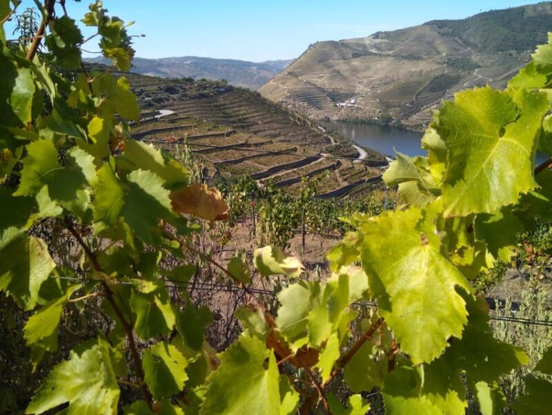 Douro Valley & Amarante - from Porto, Braga or Guimarães - Comparing the Tour Options: Meet, Taste, or Premium