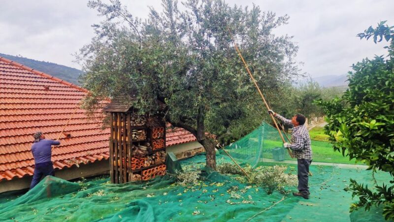 Douro Valley-Expert Guide-Boat-Lunch-Tastings PremiumService - The Regional Lunch: Flavors of Douro