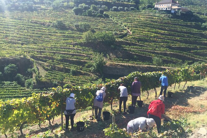 Douro valley Majestic - Final Scenic Stop in Mesao Frio
