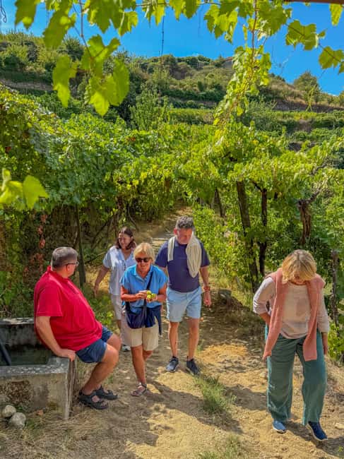 Douro Valley: Olive Oil & Wine Tour with Boat & Lunch - Exclusive Douro Valley Experience: Olive Oil & Wine Tour with Boat & Lunch