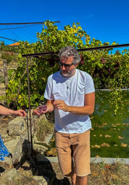 Douro Valley: Olive Oil & Wine Tour with Boat & Lunch - Exploring an Organic Vinho Verde Estate in Silence