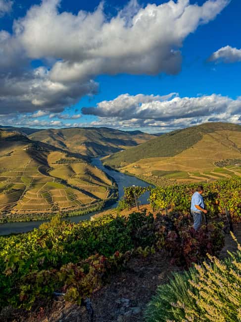 Douro Valley: Olive Oil & Wine Tour with Boat & Lunch - Visiting a Traditional Olive Mill and Tasting Local Olive Oil