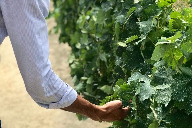 Douro Valley Premium Tours - Private Driver & Guide - Discovering Pinhão and the Douro River