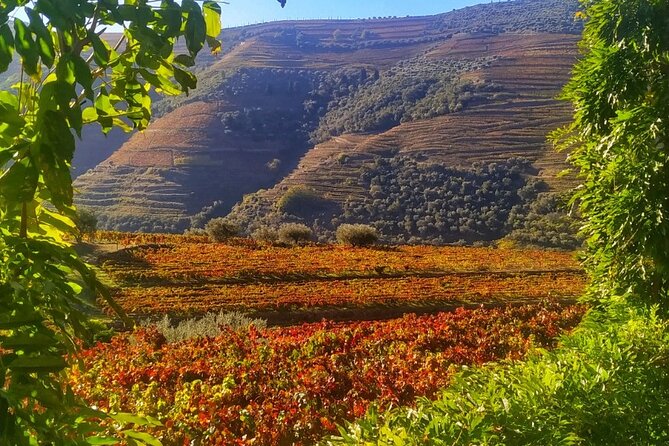 Douro Valley Prime Tour: Wine Tastings, Boat and Lunch from Porto - Exploring the Vineyards of Pinhão