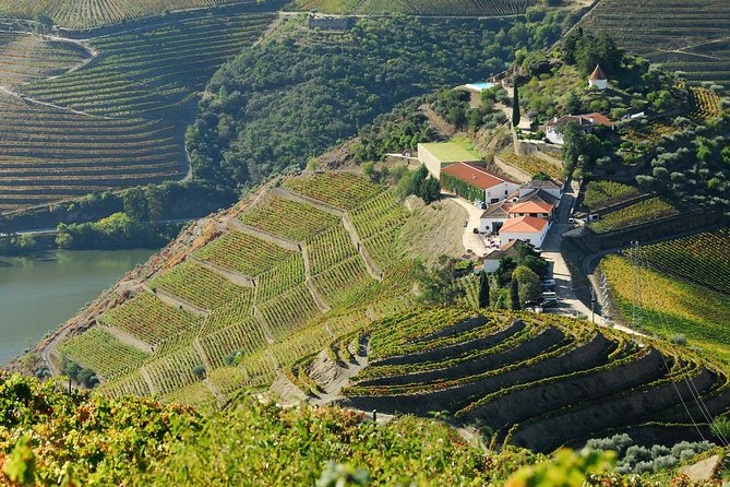 Douro Valley private day tour from Porto - Wine and Olive Oil Tasting at Two Estates