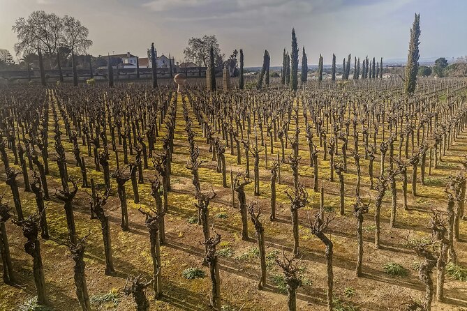 Douro Valley private tour from Lisbon - Comfort and Inclusions During the Tour