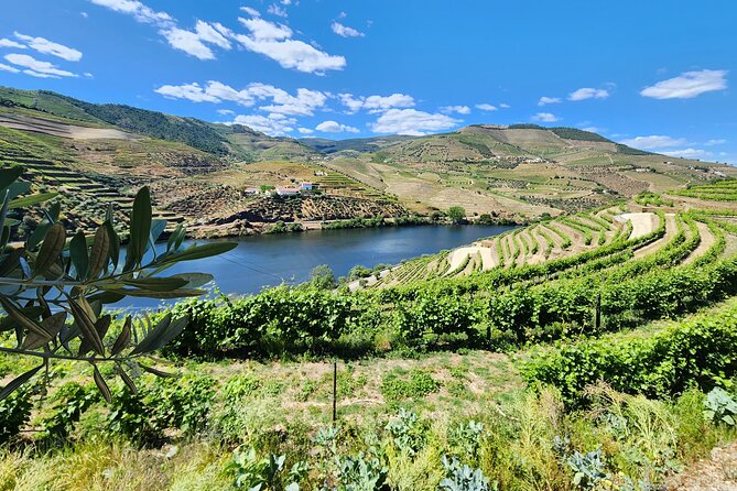 Douro Valley Private Tour (winery + boat + viewpoint) - Scenic Drive along the N222 with Beautiful Views